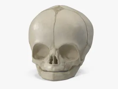 Anatomical Fetal Skull 40 Weeks 3D model