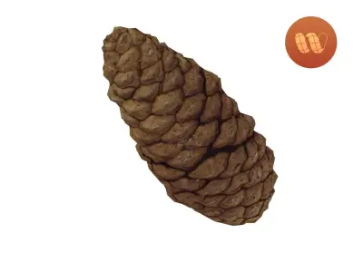 Pine Cone - Real-Time Scanned Low-poly 3D model