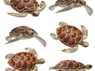 Sea turtle 3D model get