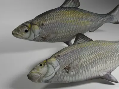 Alewife fish Low-poly 3D model