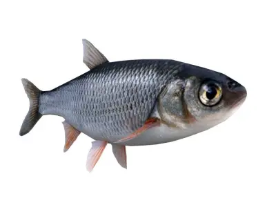 Fish Grass Carp 3D model