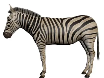 Low poly Zebra 3D model