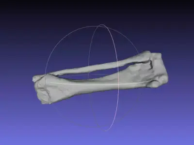 Psittacosaurus Right Tibia Fibula Free 3D print model