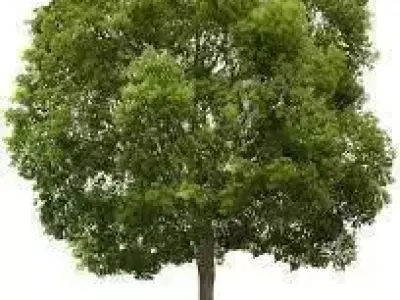 tree hijo Free 3D model
