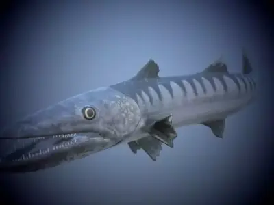 Barracuda Fish 3D model