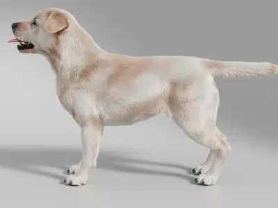  Dog Retriever No Rig 