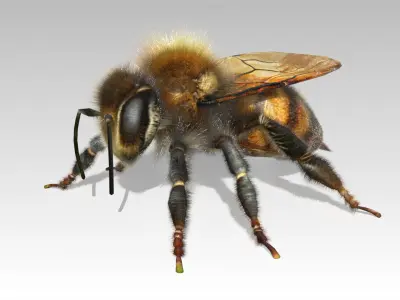 Honey bee Animated 3D model