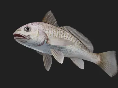 Bass fish Low-poly 3D model 5