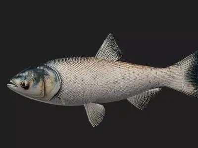 Carpfish Low-poly 3D model