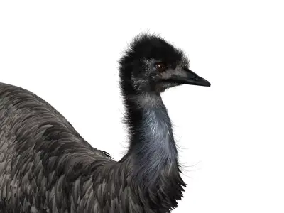 Emu with realistic fur Low-poly 3D model