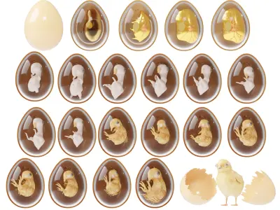 Chicken Egg Develipment Charecters 1-22 Day Low-poly 3D model Low-poly 3D model
