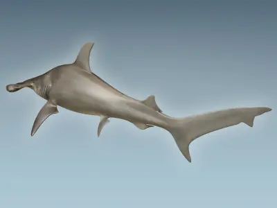 Hammerhead Shark 3D model 2