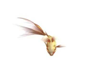 Fantasy Gold Fish rig Low-poly 3D model