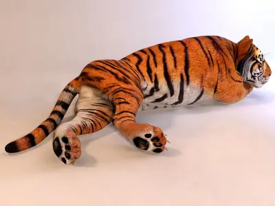 Amur Tiger Mray v1 Low-poly 3D model