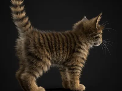 Kitten Tabby 3D model
