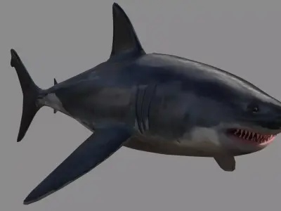 Shark - Game Ready - Rigged Low-poly 3D model