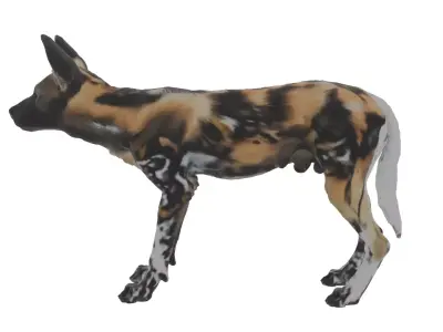 African Wild Dog Low-poly 3D model