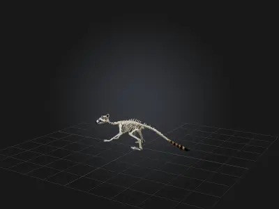 Realistic Raccoon Skeleton Model Low-poly 3D model