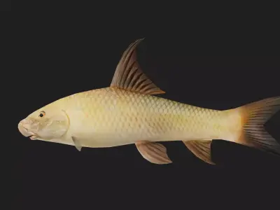 Carp fish Low-poly 3D model