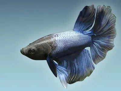 Betta Fish 2 3D model