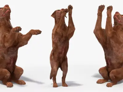 Brown Labrador Dog Begging Pose Fur Animated Rigged for Maya 3D model