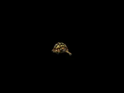 turtle animation Low-poly 3D model
