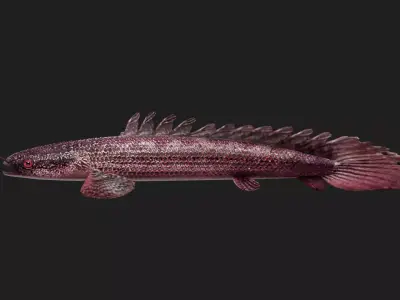 Bichir Low-poly 3D model 4
