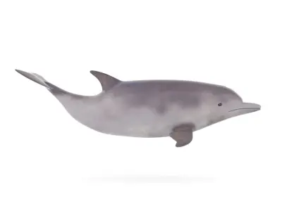 Dolphin toy 3D model