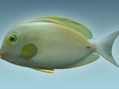 Doctor Fish 3D model