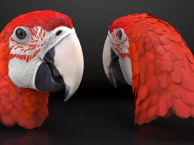 Red Green Macaw Parrot Head 3D model