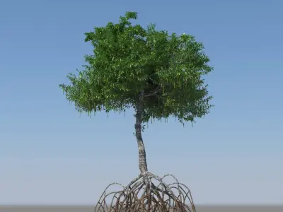 Mangroves 3D model