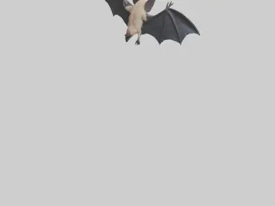 Hoary Bat flying model Low-poly 3D model