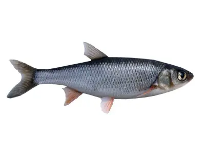 Fish Grass Carp 3D model