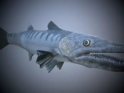 Barracuda Fish 3D model