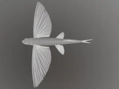 Exocoetidae flying fish 3D model