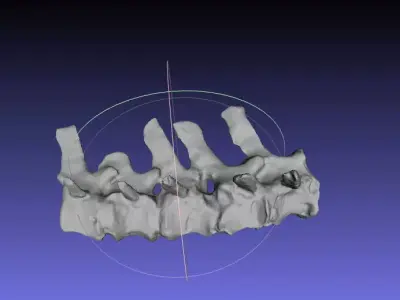 Psittacosaurus Distal Caudal Vertebrae Free 3D print model