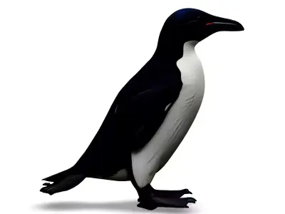 Realistic Razorbill 3D Model Low-poly 3D model