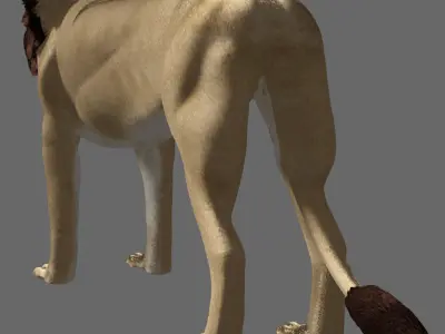 Lion With Basic Rigged 3D model
