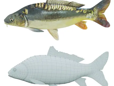 Freshwater fish carp Low-poly 3D model