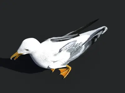 SEAGULL 3D model order