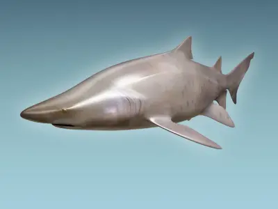 Sand Tiger Shark 3D model