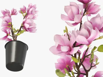 Magnolia Flower Plant in Pot of Soil Pink 3D model