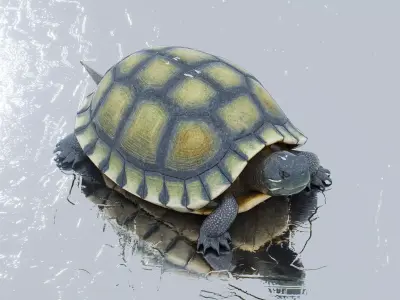 Chinese Pond Turtle 3D model