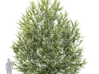 Prunus padus 01H6m 3D model