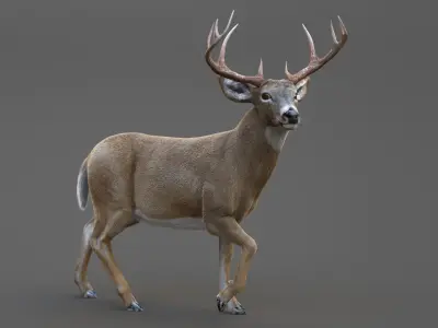 DEER ANIMATED XGEN-CORE 3D model