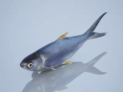 Sardine Low-poly 3D model