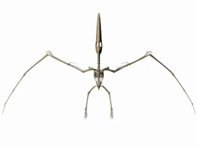 Dino Pteronodon Skeleton 3D model 3D model