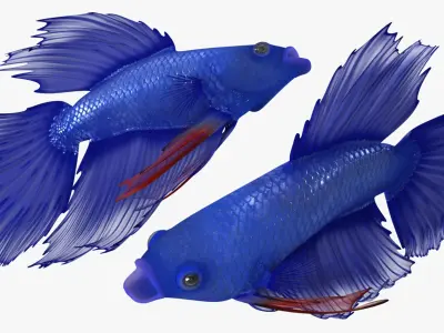  Blue Betta Fish Rigged for Cinema 4D 