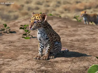 Leopard Cub Sitting Pose 3D model