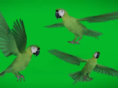 Chestnut Fronted Macaw Bird Low-poly 3D model